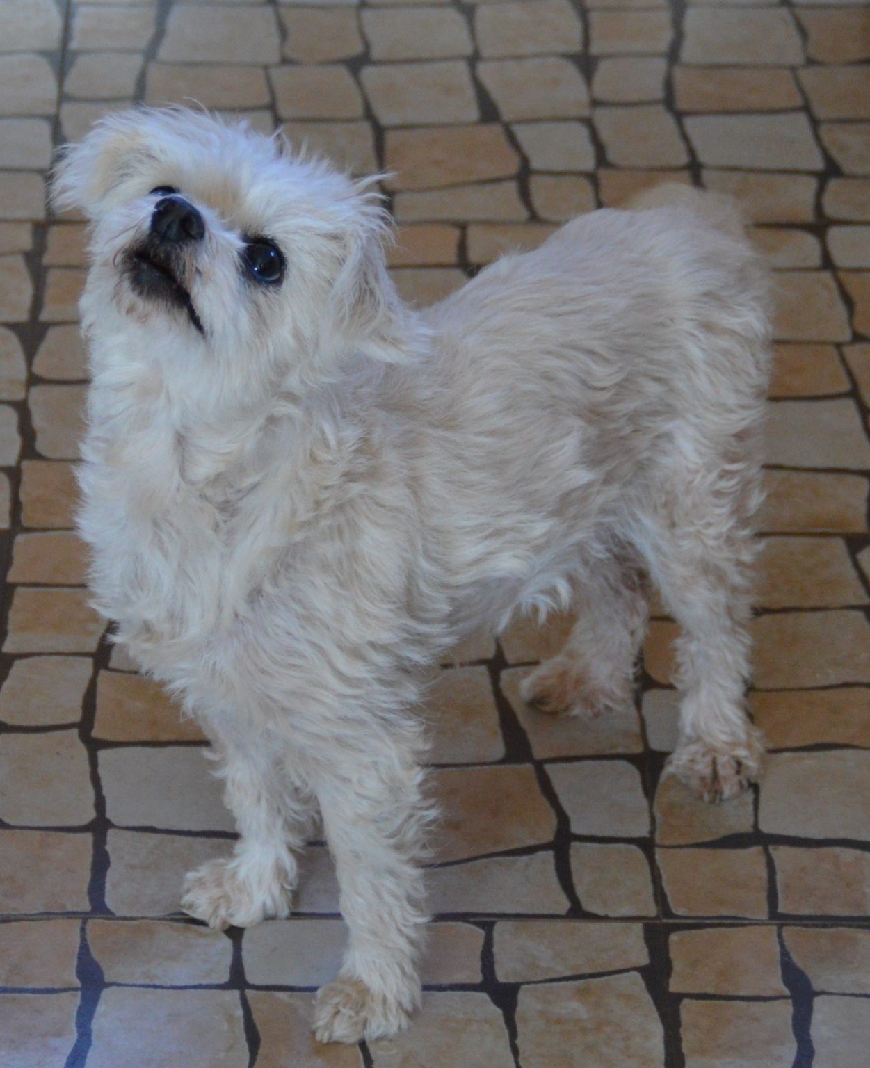 🐕 Schnuckelchen - Hunde aus Zentralportugal 🐕 Schnuckelchen - Hunde aus Zentralportugal