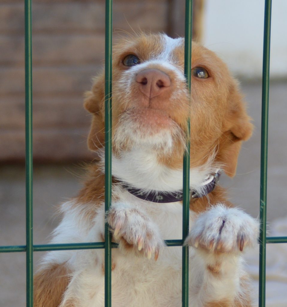 🐕 Spring Hunde aus Zentralportugal