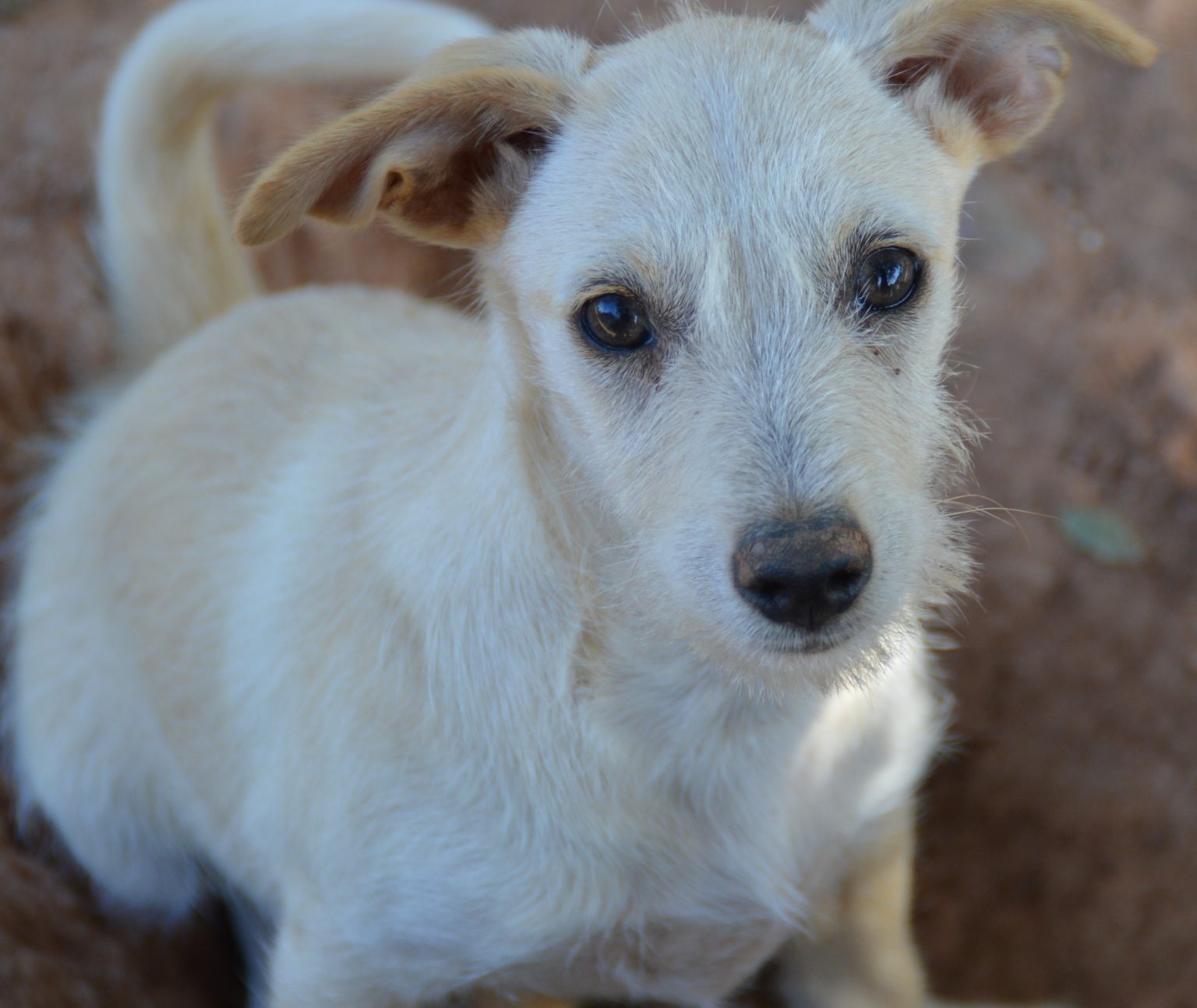 🐕 McFly - Hunde aus Zentralportugal